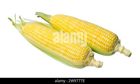 Two pods of fresh beautiful yellow sweet corn are isolated on white background with clipping path. Half peeled corns with Concept of healthy eating. Stock Photo