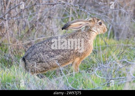 Black and White Rabbit Hiding in Bushes Stock Photo - Alamy