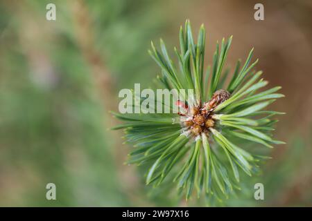 A small conifer tree. Top down photo of the tops of an evergreen tree photo Stock Photo