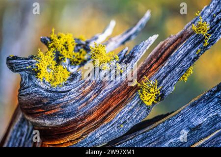 Wolf lichen on a old tree stump in an old growth forest Stock Photo