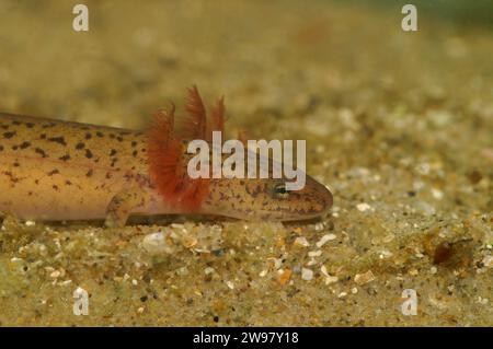 Natural closeup on a larvae gilled Blue Ridge Red Salamander, Pseudotriton ruber schencki Stock Photo