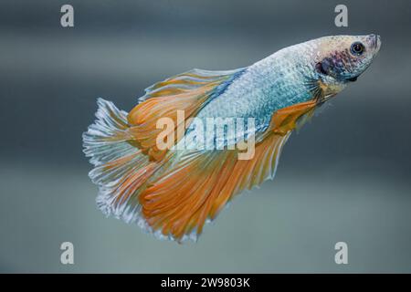 Cyan and orange hues dance in this mesmerizing close-up shot, showcasing the vibrant beauty of a Betta fish. Stock Photo