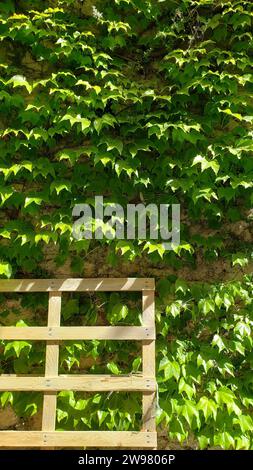 A wooden trellis leaning on a wall with climbing ivy Stock Photo