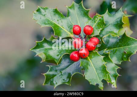 Holly tree. The contrast between red and green berries standing out against the green surroundings (Soria, Castile and León, Spain) Stock Photo