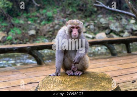 A lone golden-haired monkey sits on the ground in the peaceful surroundings of Wudang Mountains in Hubei, China. Stock Photo