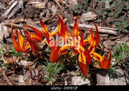 Sydney Australia, bright flowers of a lotus berthelotii groundcover Stock Photo