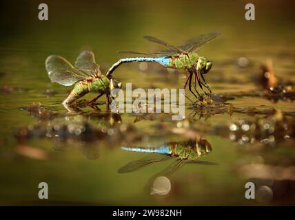 Two dragon flies mate on the surface of a pond, Newcastle, California. Stock Photo