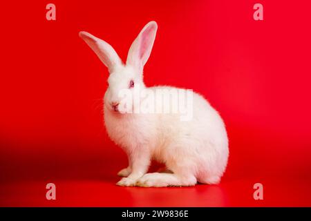 White bunny portrait on red background with copyspace. easter bunny portrait on festive red background. Stock Photo
