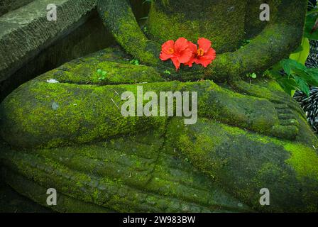 Red Hibiscus flowers placed as morning offering at the base of a buddha statue covered in moss, Ubud, Bali. Stock Photo