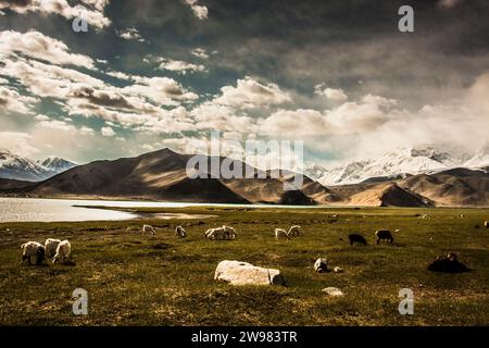 Goats and sheep grazing. Stock Photo