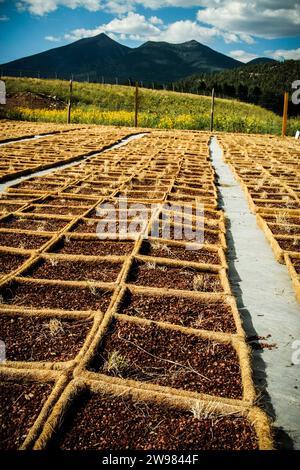 Organic planter squares with seeds Stock Photo