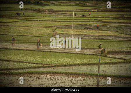 Villagers attend to their rice fields in Hunan province, China Stock Photo