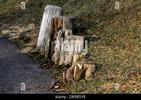 A closeup of tree stumps on green grass along an asphalt road Stock Photo