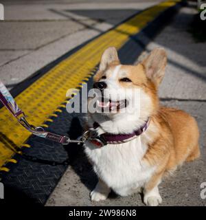 Close-up of a beautiful Corgi dog standing in the middle of a busy street Stock Photo
