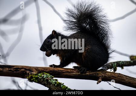 Black Squirrel gathers nuts for the winter ahead in Cowichan Valley Stock Photo