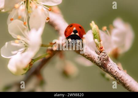 A close-up image of a ladybug perched on a branch of a cherry tree Stock Photo