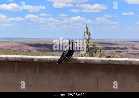 A raven sitting on a stone wall overlooking the painted desert hills in Petrified Forest National Park Stock Photo