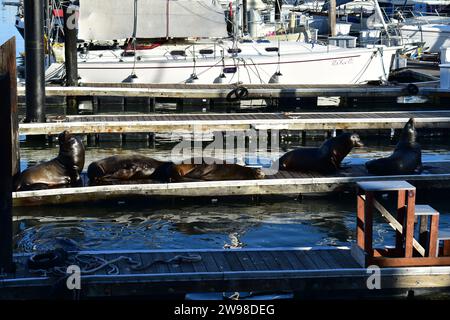 Sea lions resting in the sunlight on a dock at Pier 39 in downtown San Francisco Stock Photo