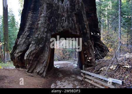 The Dead Giant Tunnel Tree at Tuolomne Grove near Yosemite National Park Stock Photo
