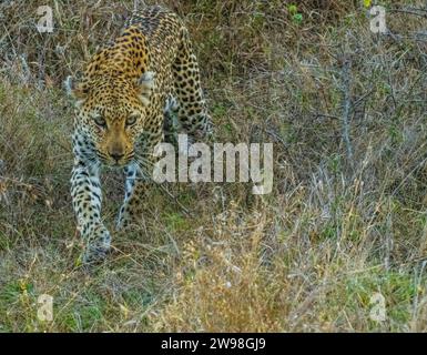 A leopard is depicted walking on a dry grassy area while a bushy area is in the background Stock Photo