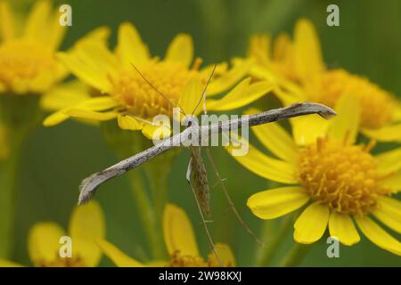 Natural closeup on a Morning-glory Plume Moth, Emmelina monodactyla, on a yellow flower Stock Photo