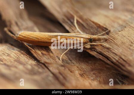 Detailed closeup on a Common grass veneer moth, Agriphila tristella, sitting on wood Stock Photo