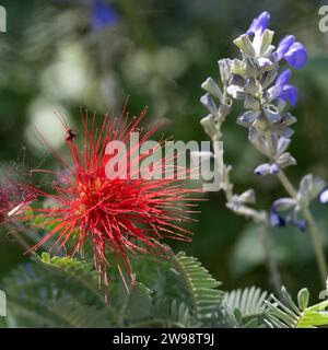 Calliandra eriophylla red fairy duster flower in desert garden - flowering part of botanical garden Phoenix Arizona Stock Photo