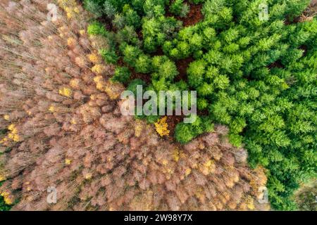 Aerial view of dense coniferous forest bordering a calm lake in ...