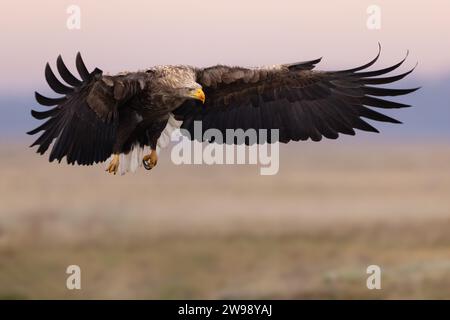 A white-tailed eagle (Haliaeetus albicilla) with wings outstretched, soaring above a vast open field Stock Photo
