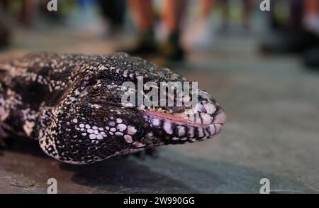 Close-up of a red tegu lizard, Tupinambis rufescens. Reptile, wildlife and animal concept. High quality 4k footage Stock Photo