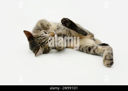 Playful little and tabby cat lying down. Isolated on white background Stock Photo