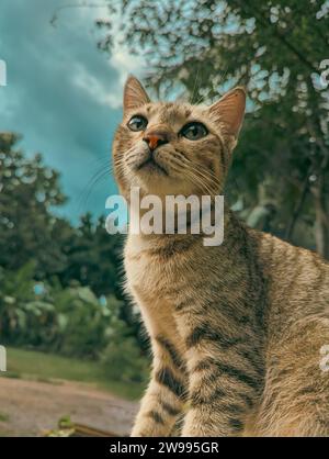 A cute gray Sri Lankan cat looking up while sitting on the pavement in front of a large tree Stock Photo