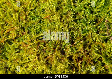 A closeup shot of lush green moss growing on an outdoor tree. Stock Photo
