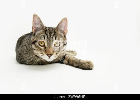 Portrait tabby and attentive little cat lying down and looking at camera. Isolated on white backgorund Stock Photo