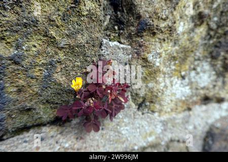Horn-Sauerklee, Hornsauerklee (Oxalis corniculata var. atropurpurea), wächst in einer Mauerfuge Stock Photo