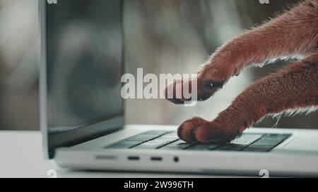 Cat working on computer from home. Cat paws typing, texting or pressing buttons on a laptop keyboard. Humor and fun concept of pet like office worker, close up, side view Stock Photo