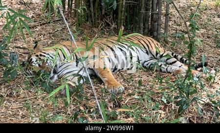 A majestic Bengal tiger relaxing in a forest Stock Photo