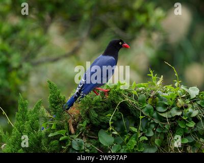 Taiwan Blue Magpie (Urocissa caerulea), a Taiwan endemic bird perching atop ping tree Stock Photo