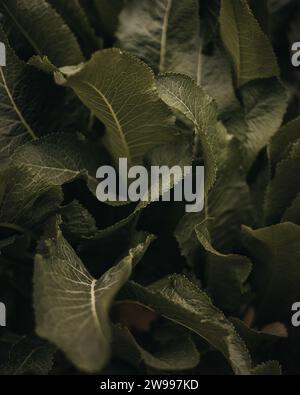 A high resolution close-up image of a lush green leaves Stock Photo