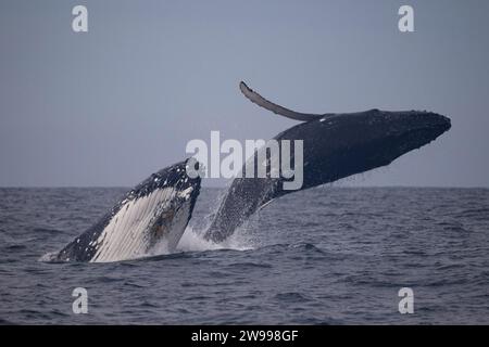 Double breach of a humpback whale calf (full breach) whilst the mother calf (half breach) on Northern beaches of Sydney, Australia Stock Photo