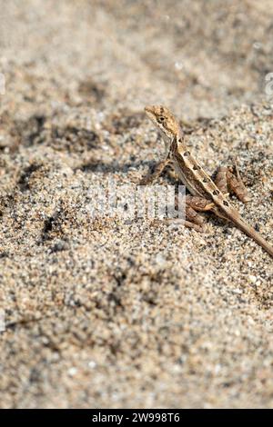 A close-up image of a small lizard resting on the sand in a desert-like setting Stock Photo