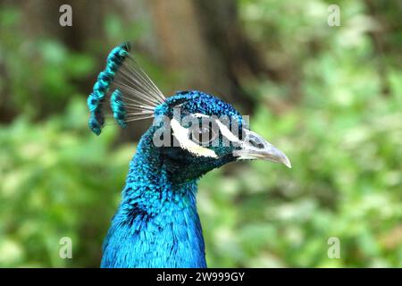 A closeup of a blue peacock portrait against green shrubs Stock Photo