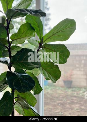 A closeup shot of a fiddle-leaf fig, Ficus lyrata Stock Photo