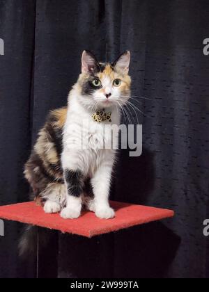 An adorable white and gray tabby domestic cat perched atop a stand, looking off into the distance Stock Photo