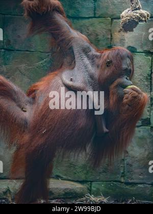 A large orangutan with a piece of food pictured in the zoo. France Stock Photo