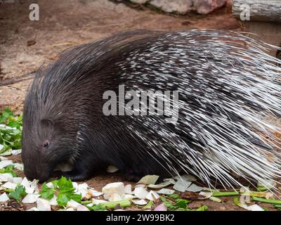 A close-up shot of an Indian crested porcupine in the zoo. France Stock Photo
