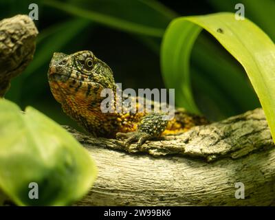 A closeup shot of a Chinese crocodile lizard on a branch Stock Photo