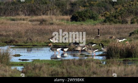 Canada and Greylag Geese grazing on the marshes Stock Photo