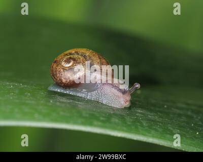 Garden snail identified as Cornu aspersum (syn. Helix aspersa, Cryptomphalus aspersus) in Mexico City, Mexico Stock Photo