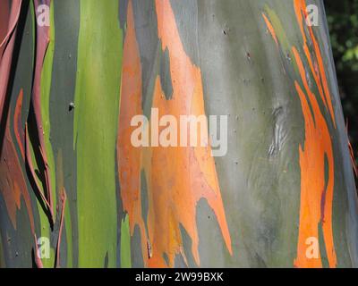 Bark of rainbow eucalyptus - Eucalyptus deglupta Stock Photo